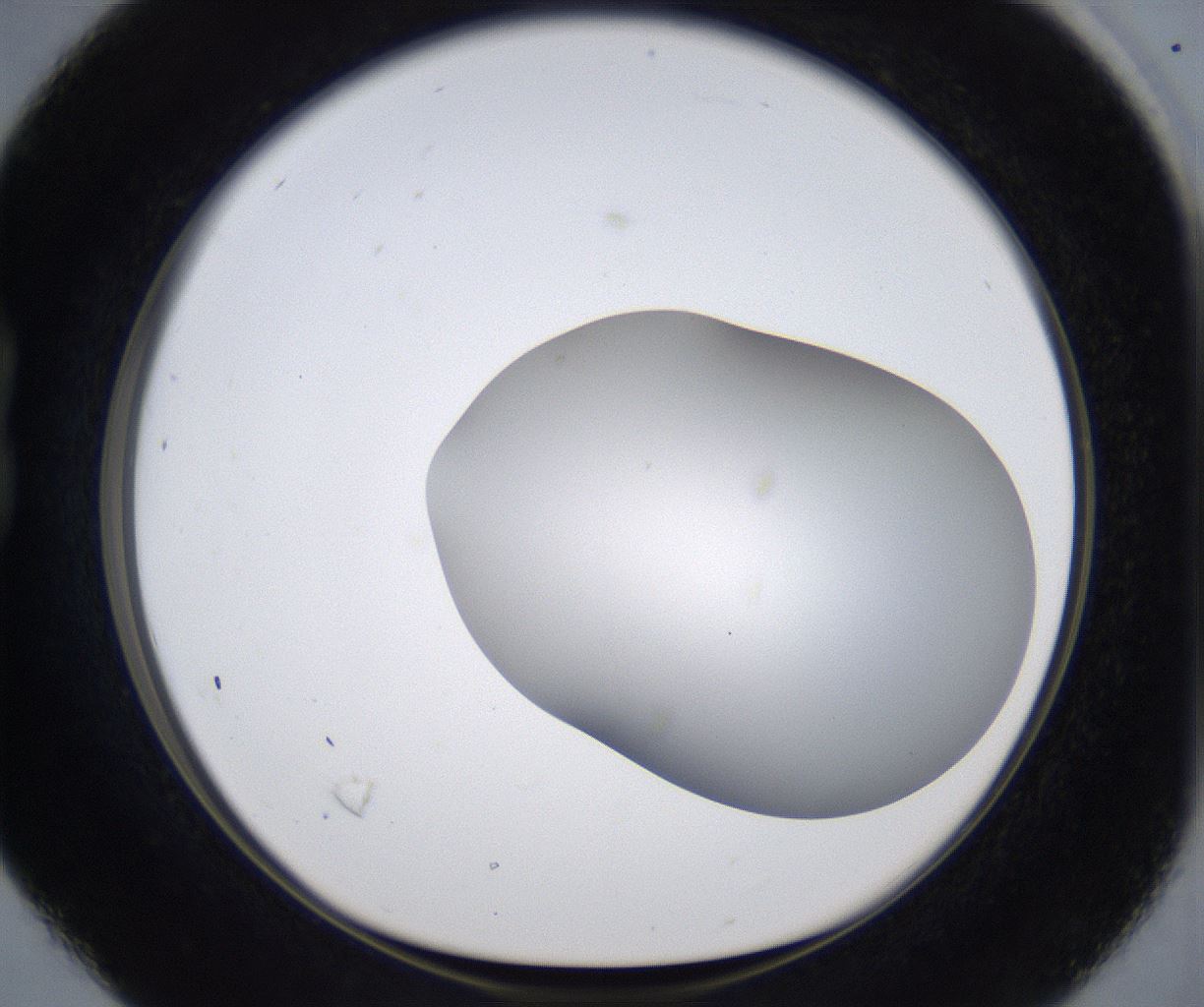 folderID373_plateID2373_batchID11191_wellNum16_profileID1_d1_r175282_ef.jpg