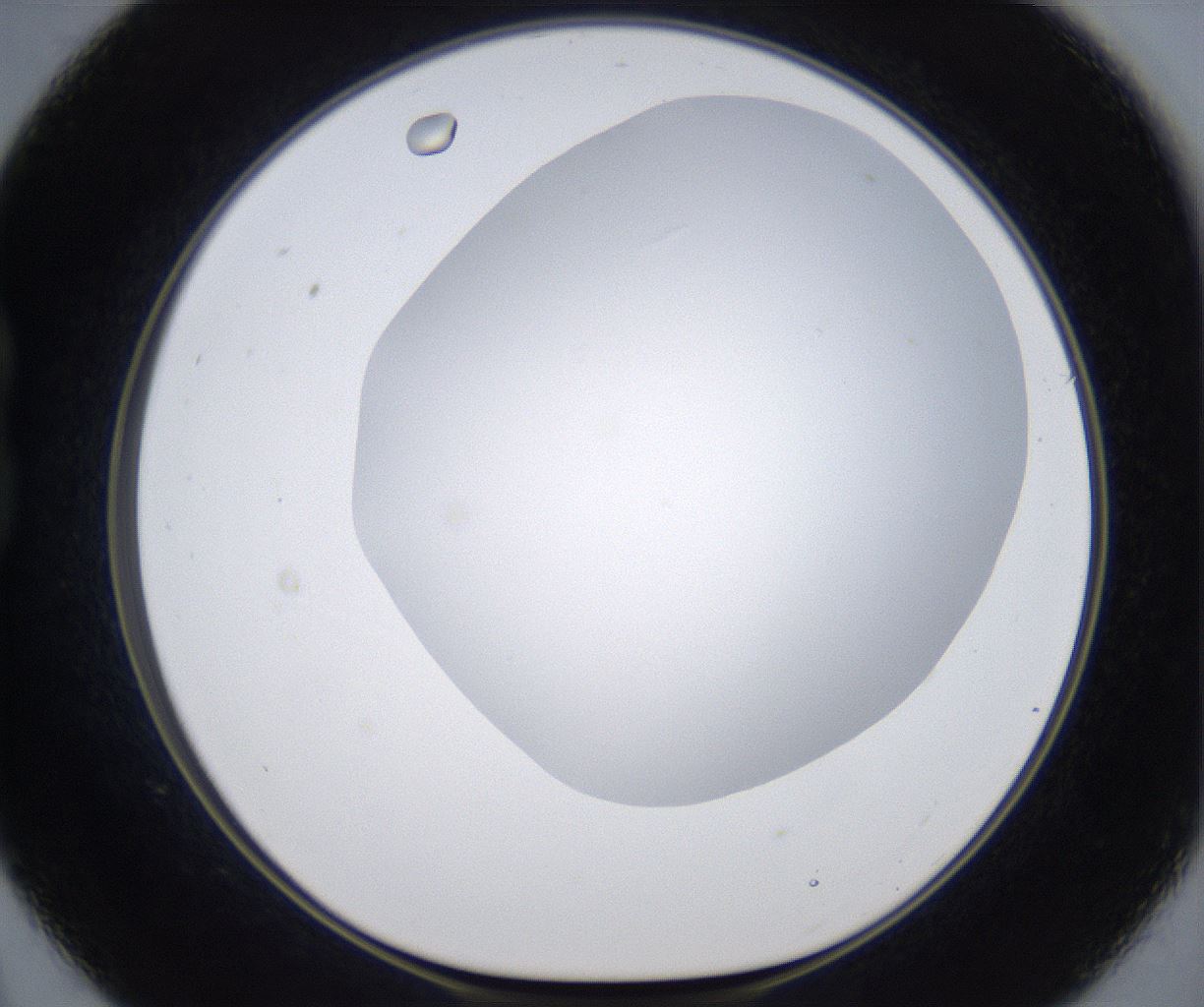 folderID373_plateID2373_batchID11191_wellNum21_profileID1_d1_r175287_ef.jpg