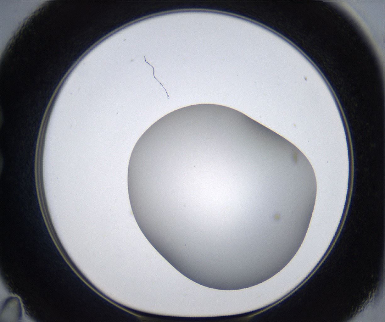 folderID373_plateID2373_batchID11191_wellNum35_profileID1_d1_r175301_ef.jpg