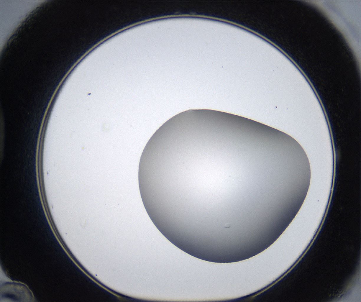 folderID373_plateID2373_batchID11191_wellNum48_profileID1_d1_r175314_ef.jpg