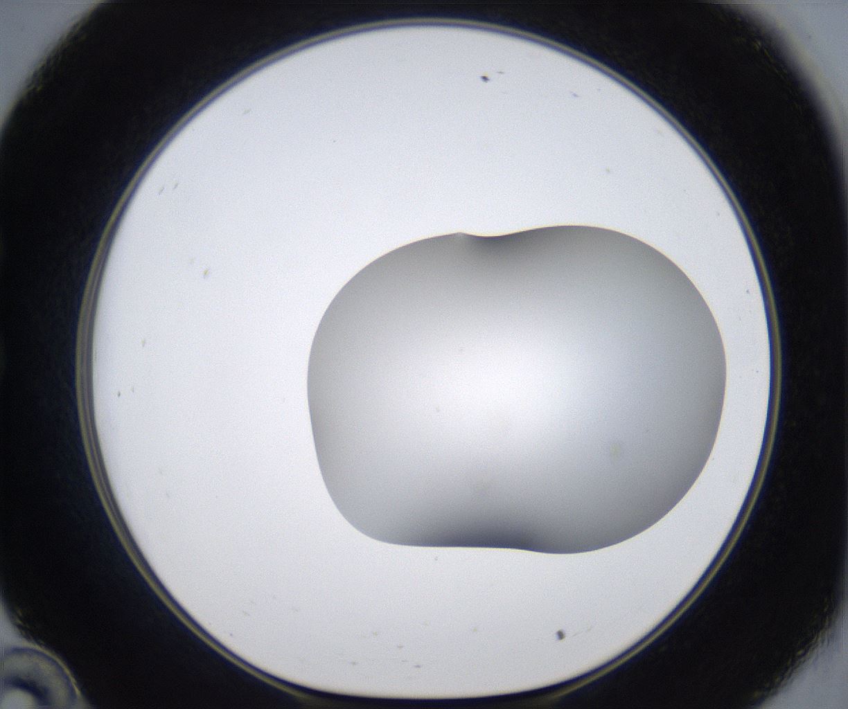 folderID373_plateID2373_batchID11191_wellNum34_profileID1_d1_r175300_ef.jpg