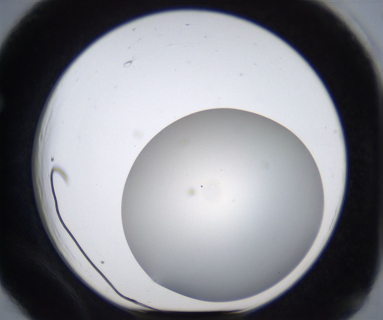 folderID373_plateID2373_batchID11191_wellNum66_profileID1_d1_r175332_ef.jpg
