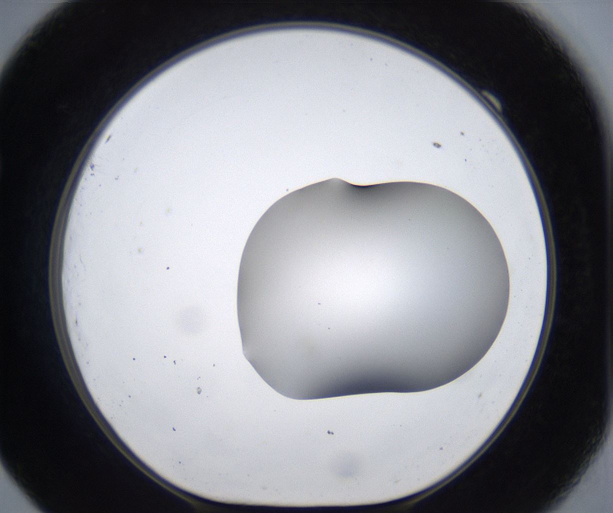 folderID373_plateID2373_batchID11191_wellNum69_profileID1_d1_r175335_ef.jpg