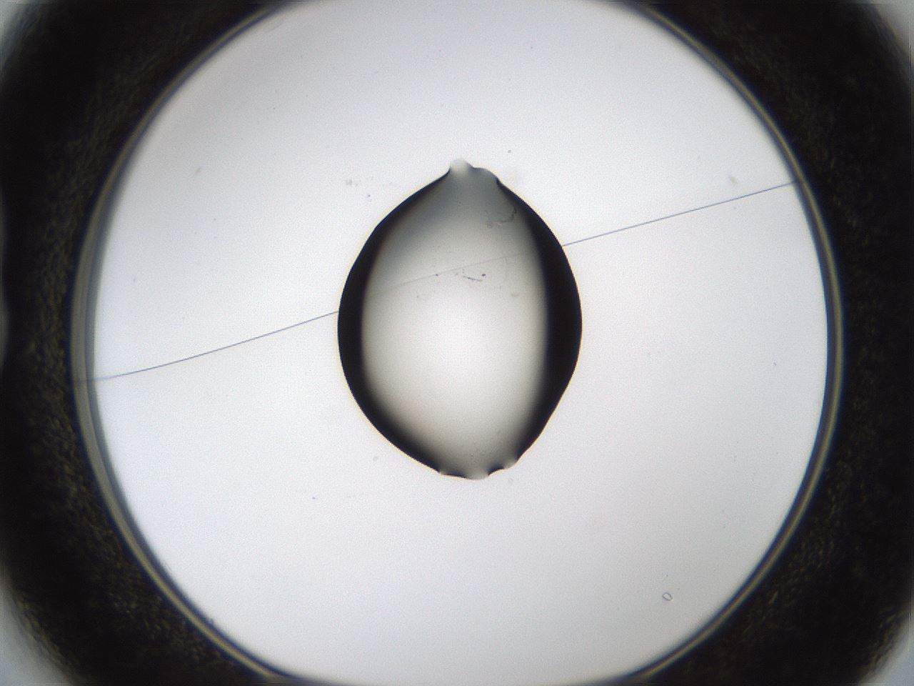folderID374_plateID1374_batchID4962_wellNum13_profileID1_d1_r83644_ef.jpg