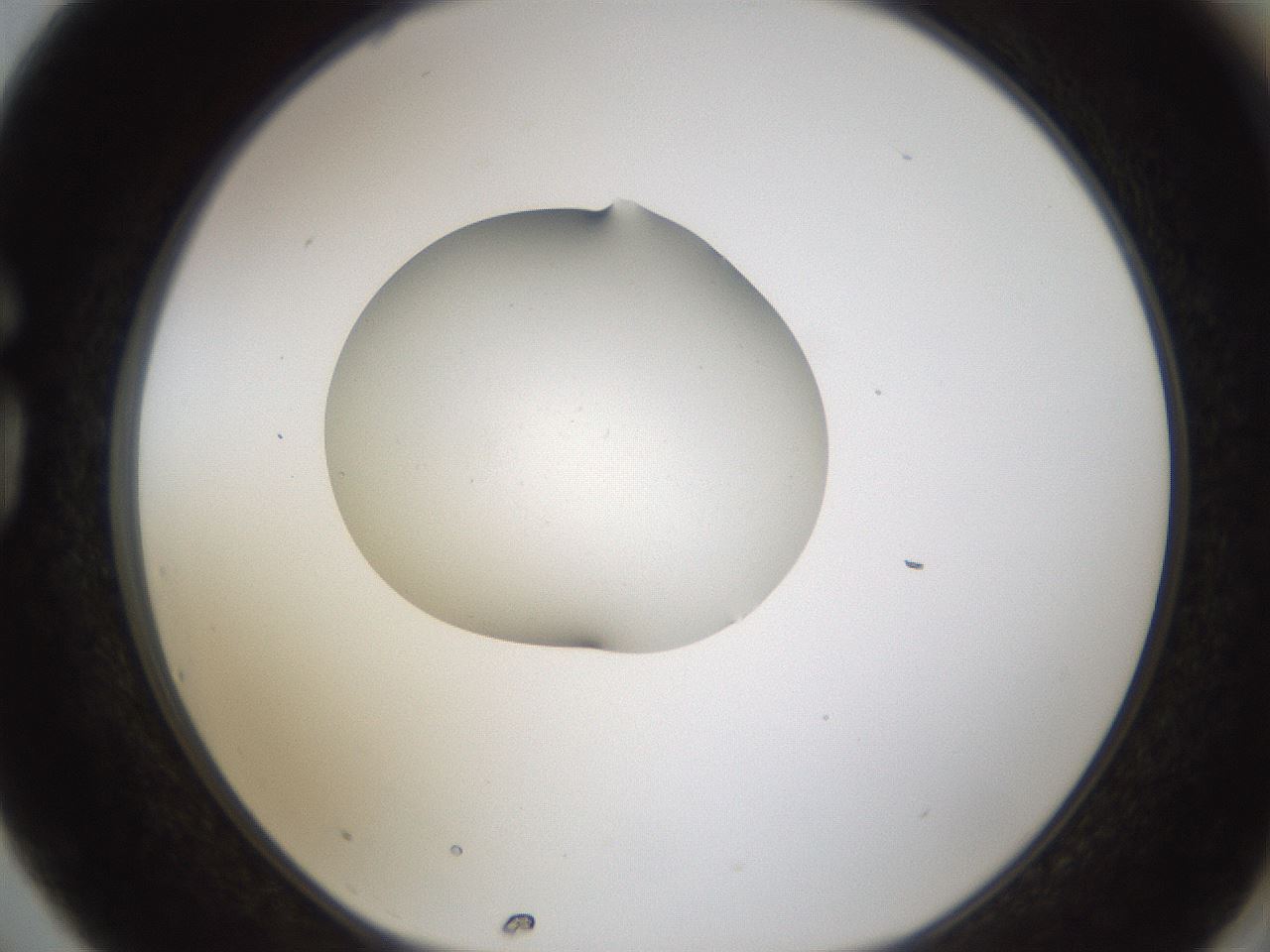 folderID374_plateID1374_batchID4962_wellNum75_profileID1_d1_r83706_ef.jpg