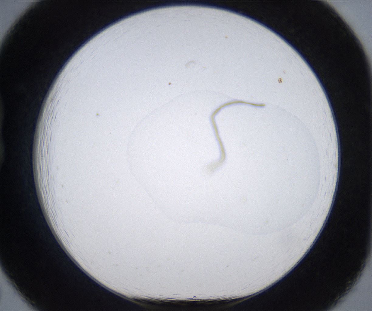 folderID374_plateID2374_batchID11190_wellNum19_profileID1_d1_r175189_ef.jpg
