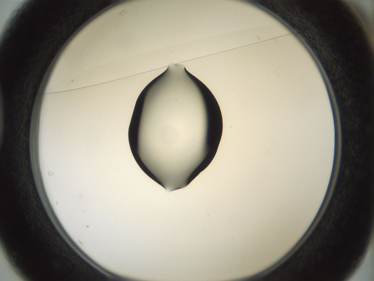 folderID375_plateID1375_batchID4963_wellNum37_profileID1_d1_r83764_ef.jpg