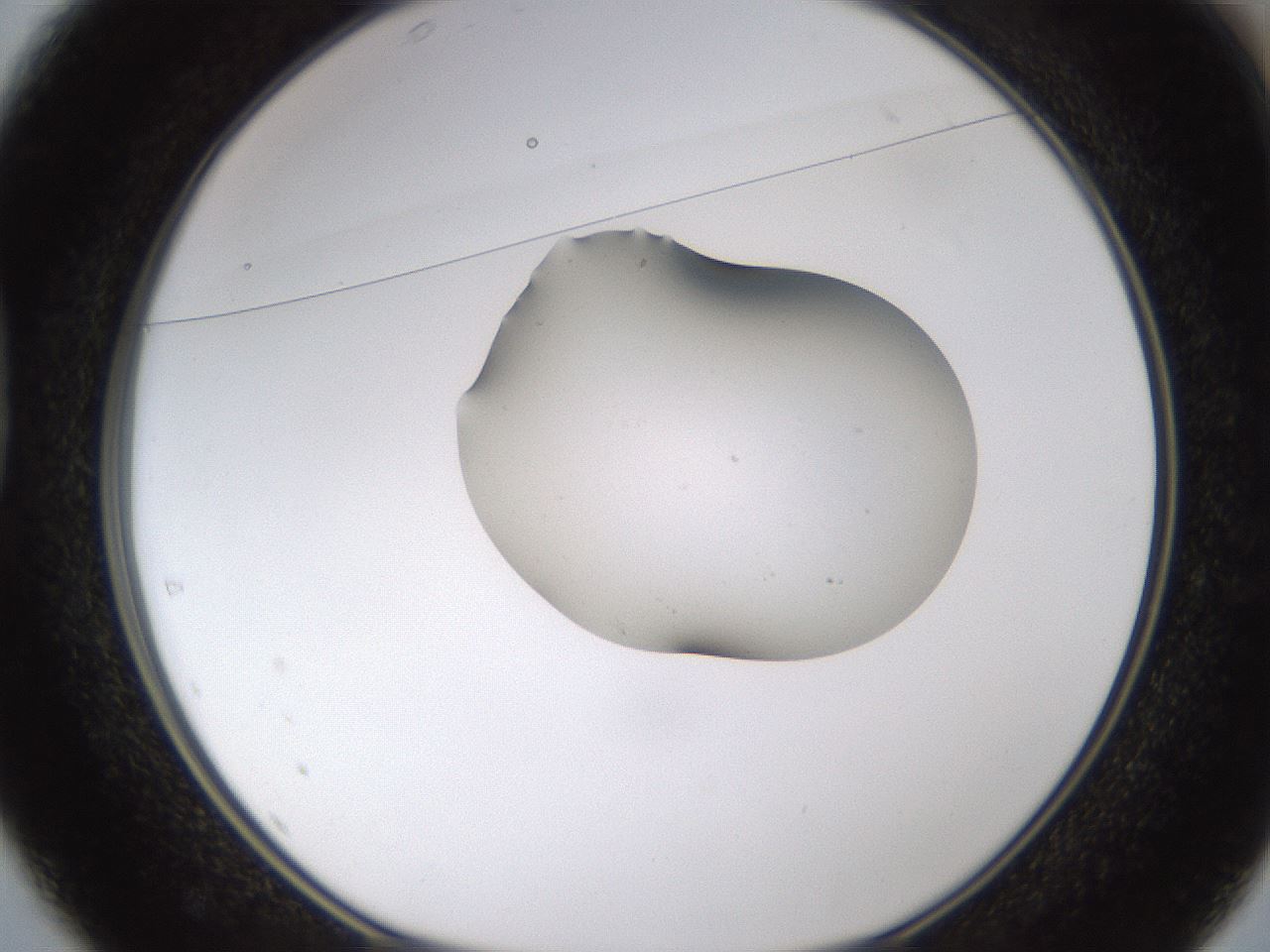 folderID376_plateID1376_batchID4964_wellNum37_profileID1_d1_r83860_ef.jpg