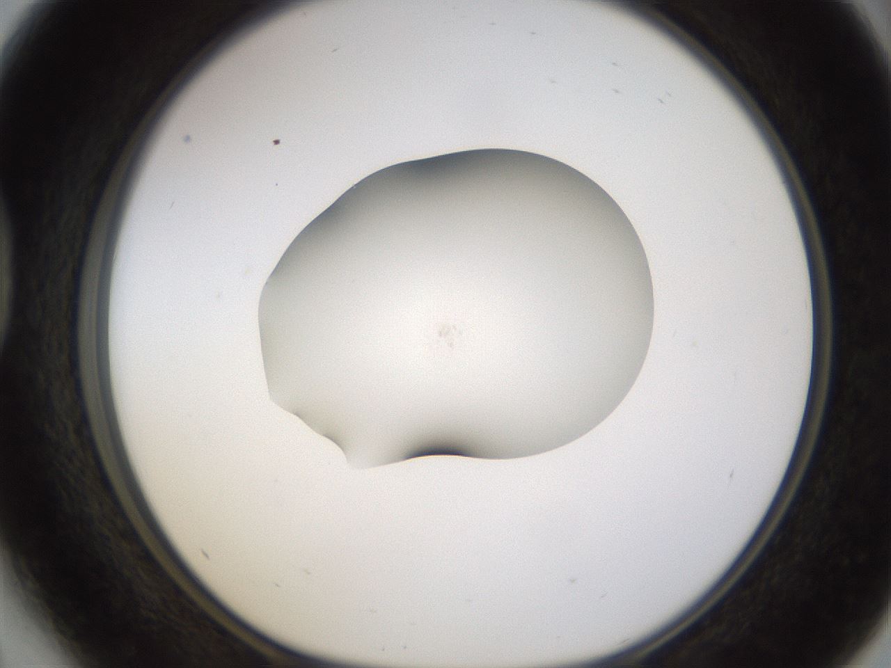 folderID376_plateID1376_batchID4964_wellNum41_profileID1_d1_r83864_ef.jpg