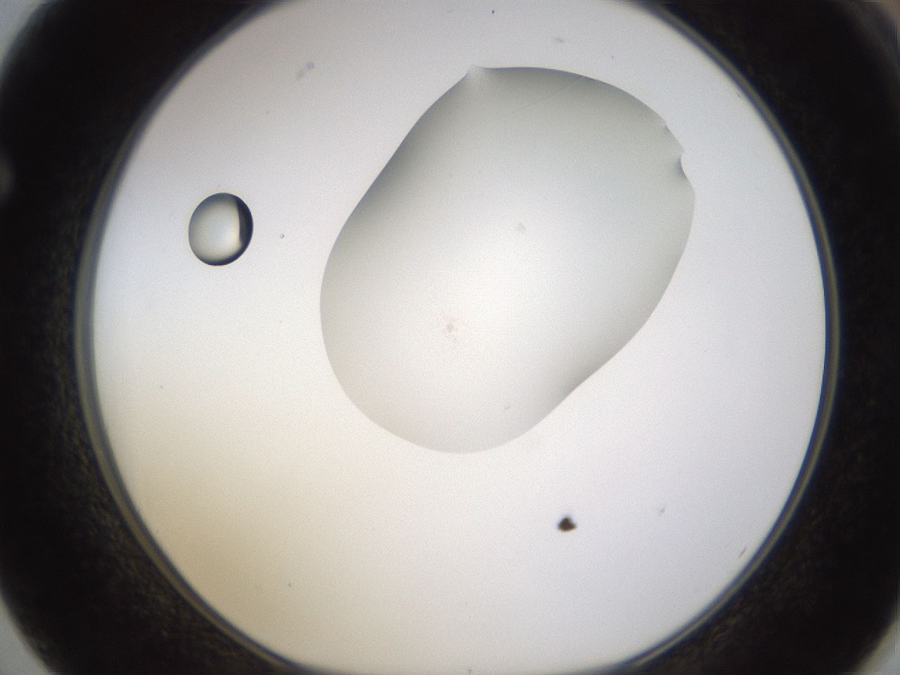 folderID376_plateID1376_batchID4964_wellNum62_profileID1_d1_r83885_ef.jpg
