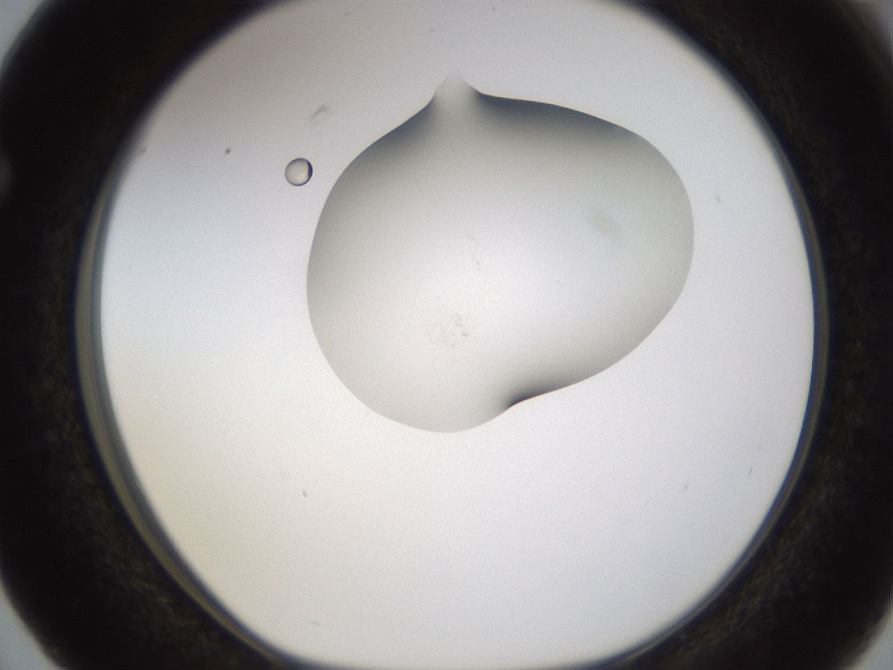 folderID376_plateID1376_batchID4964_wellNum63_profileID1_d1_r83886_ef.jpg