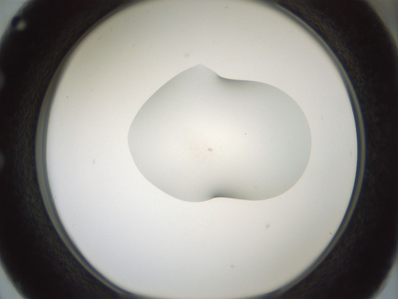 folderID377_plateID1377_batchID4965_wellNum50_profileID1_d1_r83969_ef.jpg