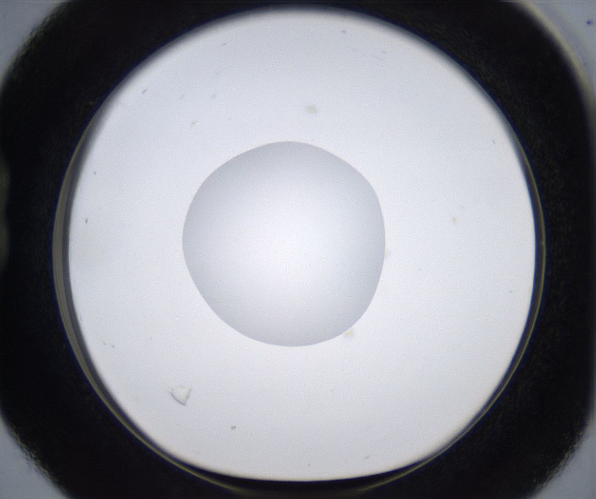 folderID377_plateID2377_batchID11227_wellNum16_profileID1_d1_r175666_ef.jpg