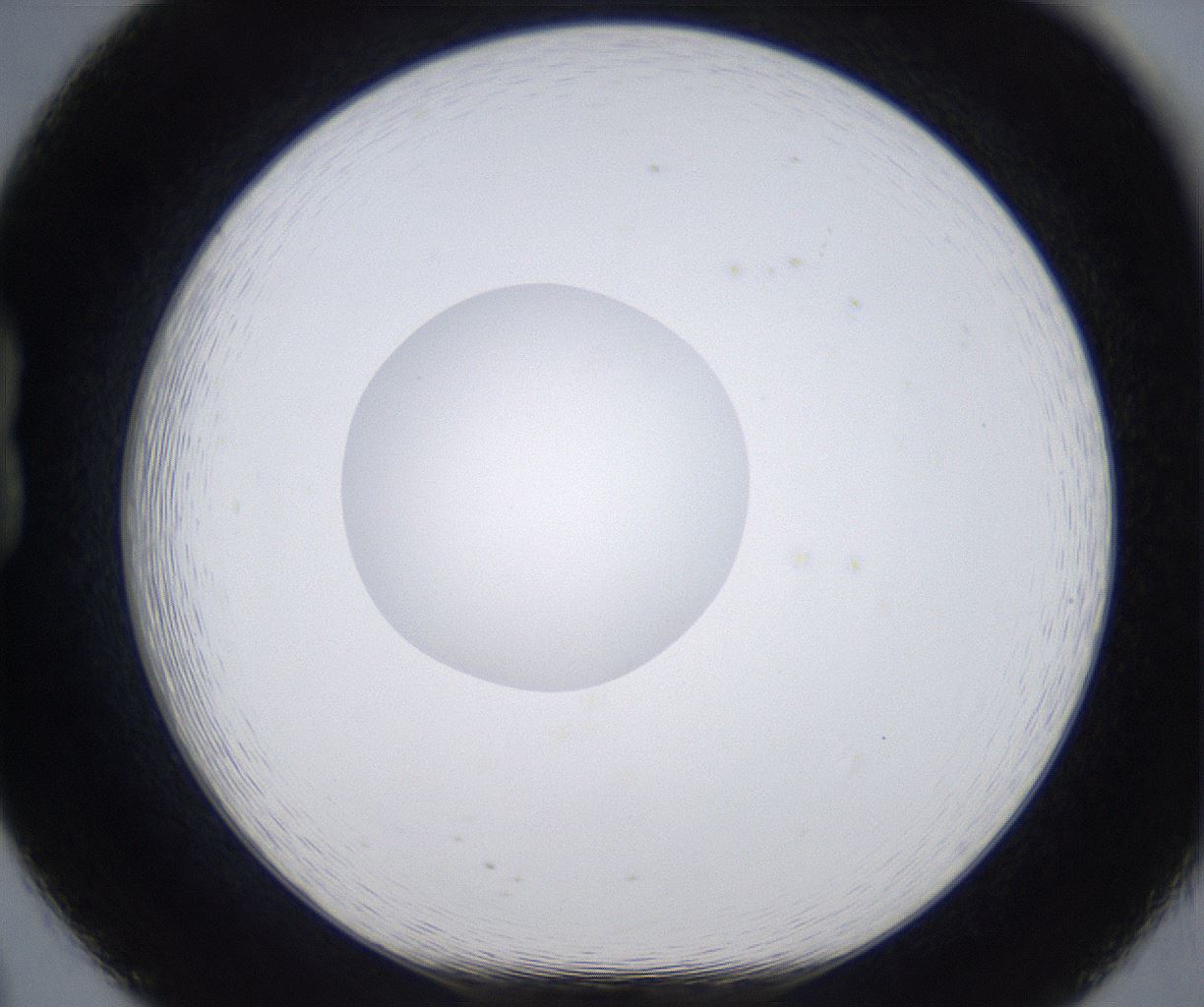 folderID377_plateID2377_batchID11227_wellNum20_profileID1_d1_r175670_ef.jpg
