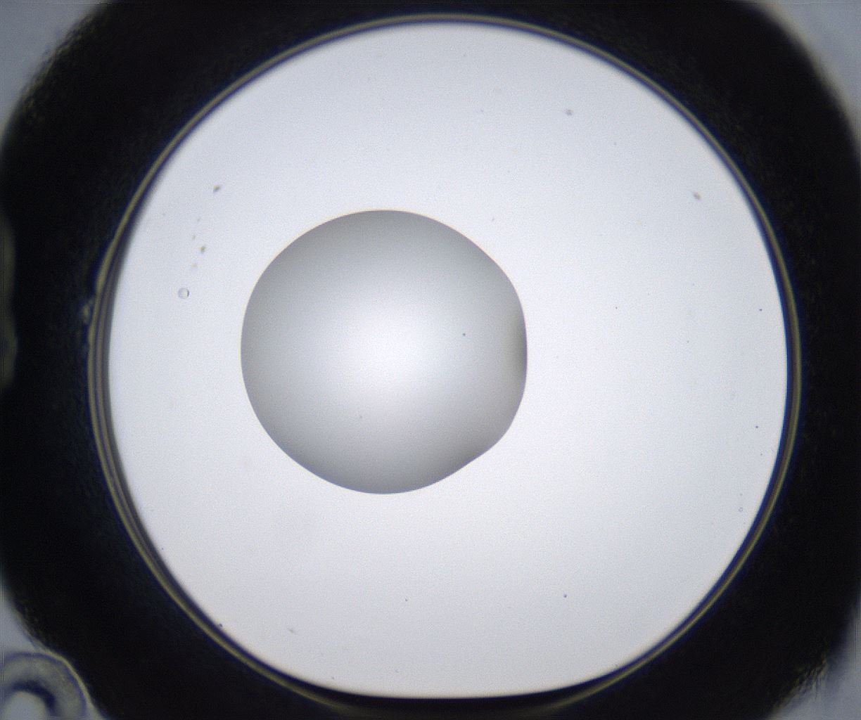 folderID377_plateID2377_batchID11227_wellNum22_profileID1_d1_r175672_ef.jpg