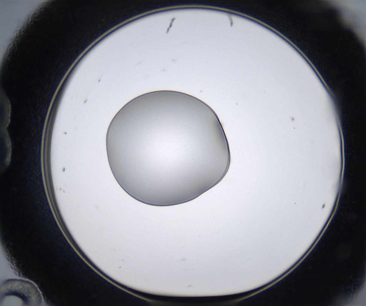 folderID377_plateID2377_batchID11227_wellNum24_profileID1_d1_r175674_ef.jpg