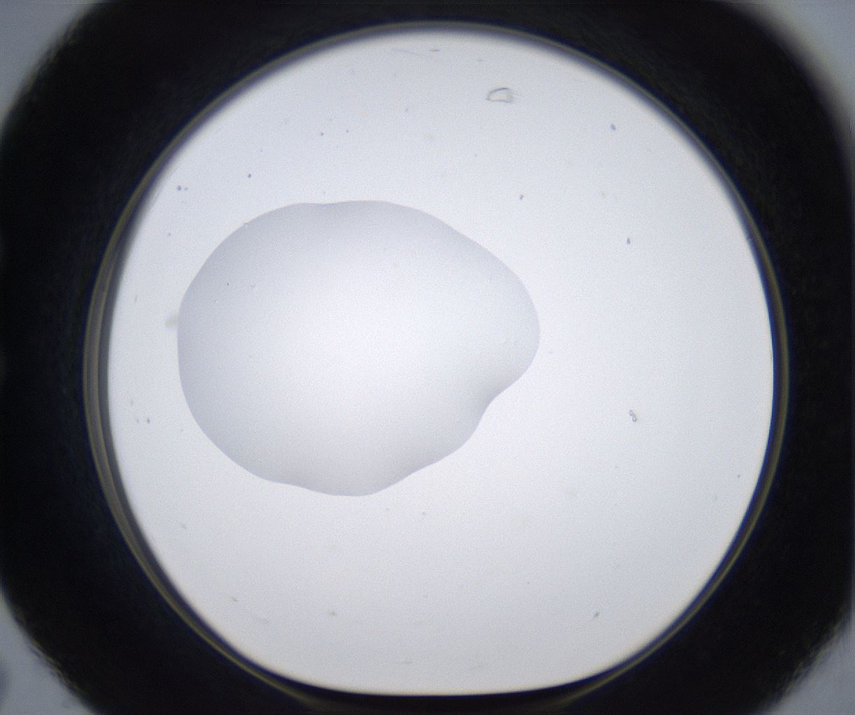 folderID377_plateID2377_batchID11227_wellNum31_profileID1_d1_r175681_ef.jpg