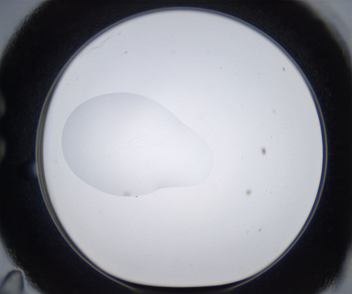 folderID377_plateID2377_batchID11227_wellNum35_profileID1_d1_r175685_ef.jpg