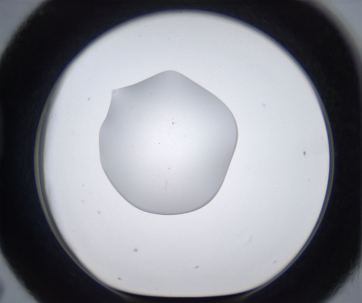 folderID377_plateID2377_batchID11227_wellNum43_profileID1_d1_r175693_ef.jpg