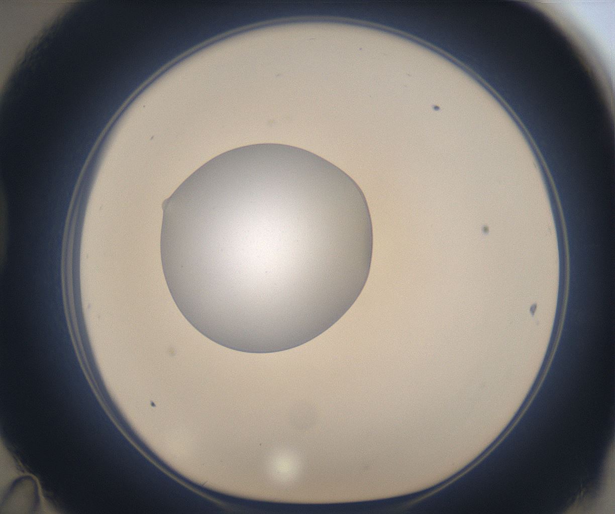 folderID377_plateID2377_batchID11227_wellNum47_profileID1_d1_r175697_ef.jpg