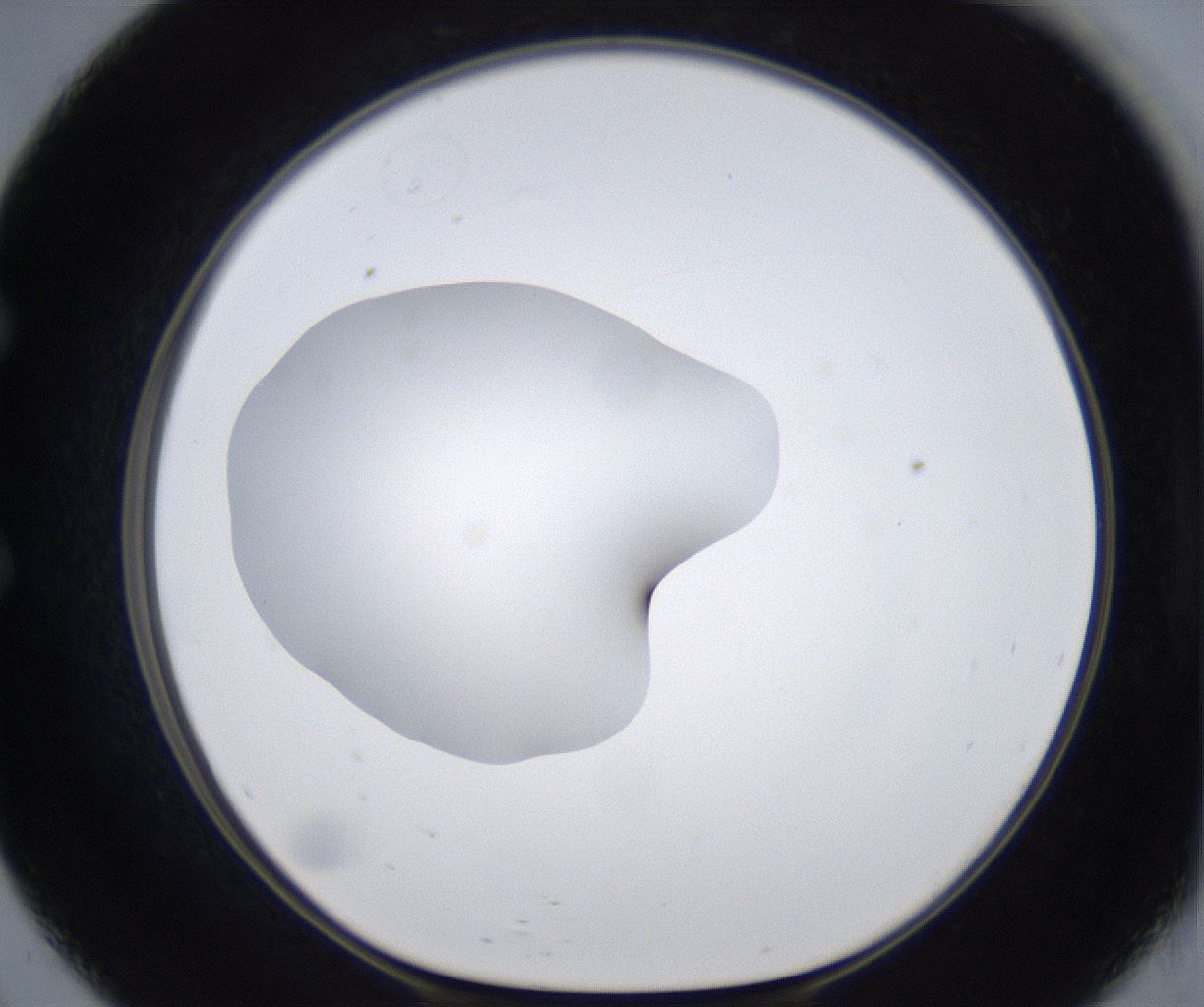 folderID377_plateID2377_batchID11227_wellNum57_profileID1_d1_r175707_ef.jpg