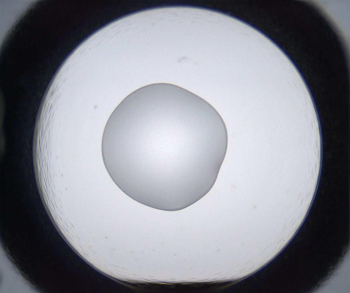 folderID377_plateID2377_batchID11227_wellNum19_profileID1_d1_r175669_ef.jpg