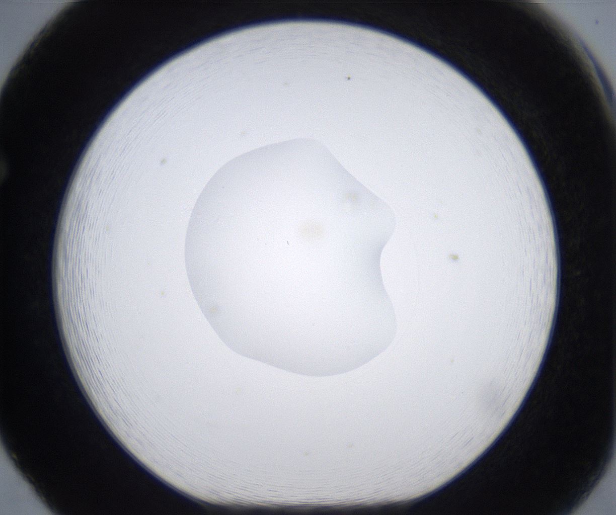folderID377_plateID2377_batchID11227_wellNum65_profileID1_d1_r175715_ef.jpg