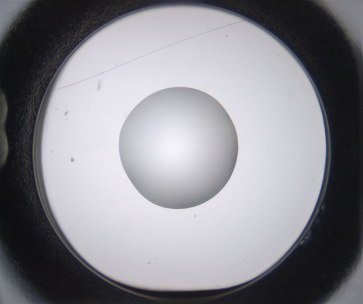 folderID378_plateID2378_batchID11226_wellNum14_profileID1_d1_r175568_ef.jpg
