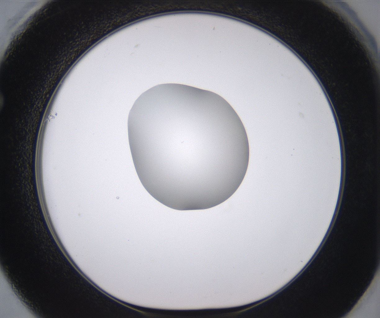folderID379_plateID2379_batchID11224_wellNum61_profileID1_d1_r175423_ef.jpg