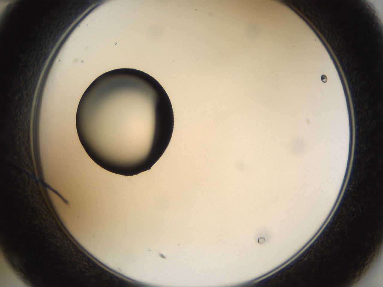 folderID37_plateID1037_batchID2104_wellNum35_profileID1_d2_r46029_ef.jpg
