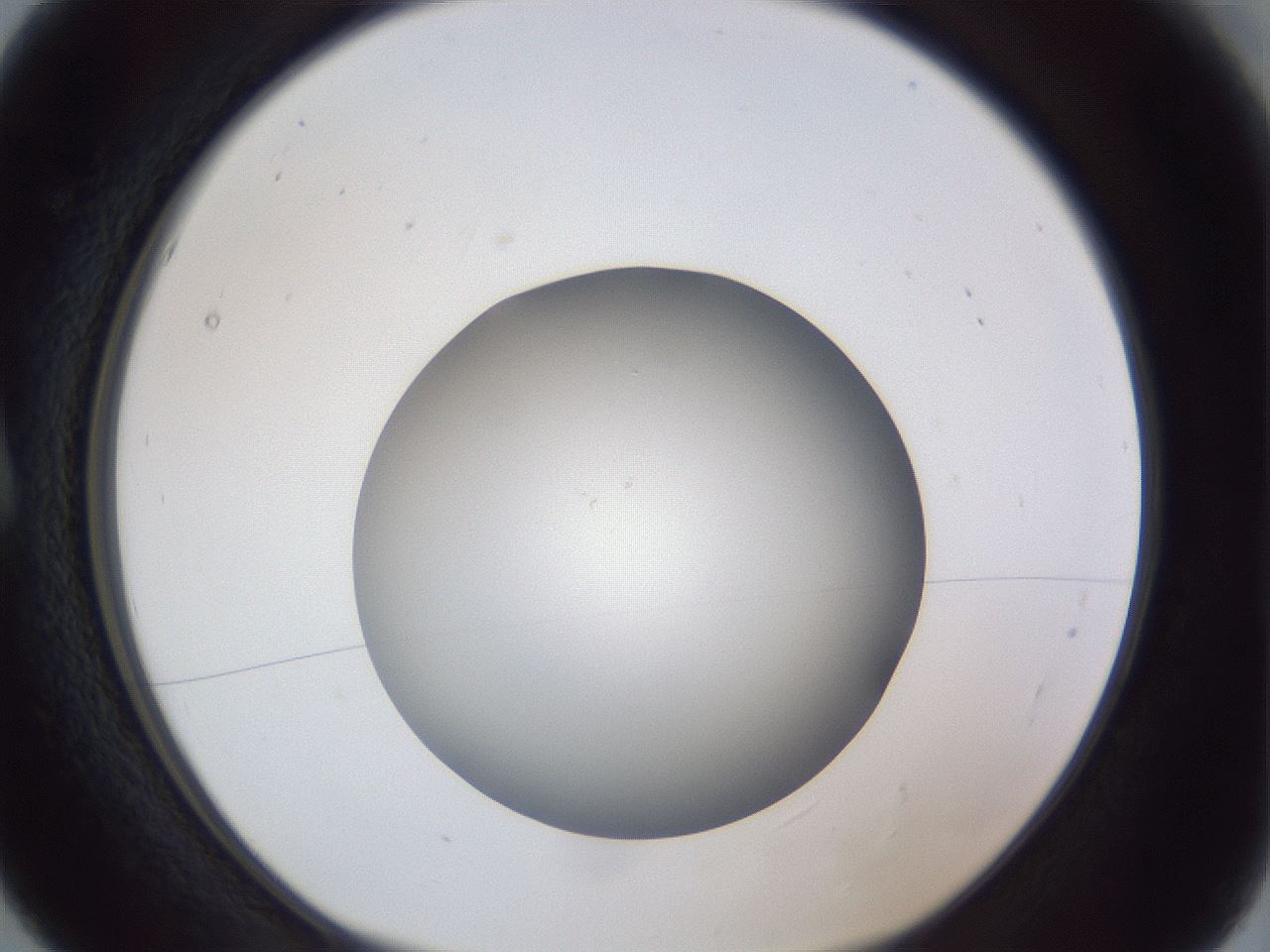 folderID384_plateID1384_batchID4986_wellNum5_profileID1_d1_r84596_ef.jpg