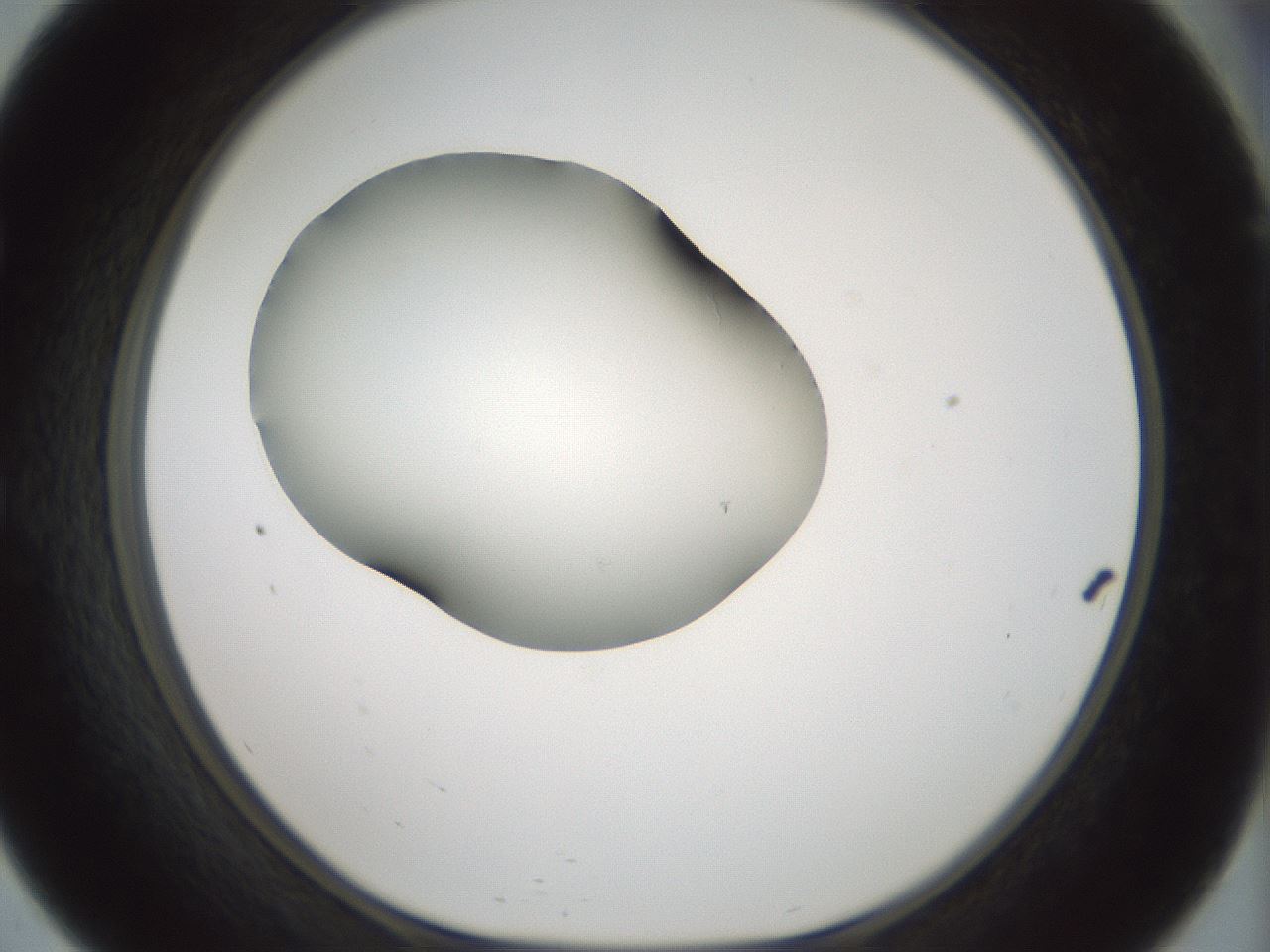 folderID354_plateID1354_batchID4707_wellNum57_profileID1_d1_r81668_ef.jpg
