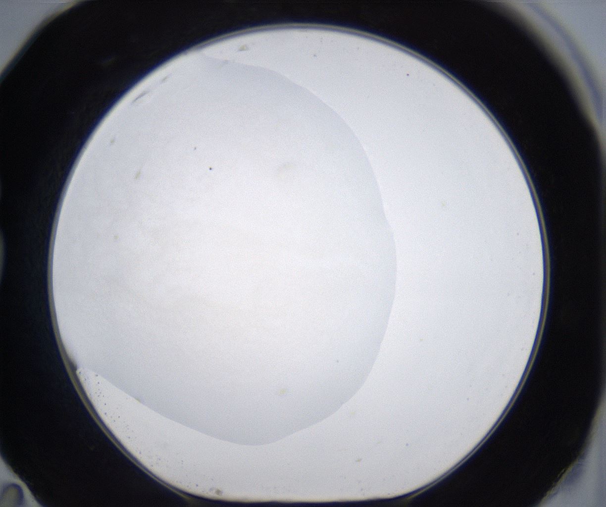 folderID386_plateID2386_batchID11268_wellNum83_profileID1_d1_r176213_ef.jpg