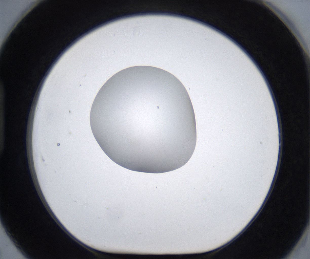 folderID377_plateID2377_batchID11227_wellNum91_profileID1_d1_r175741_ef.jpg