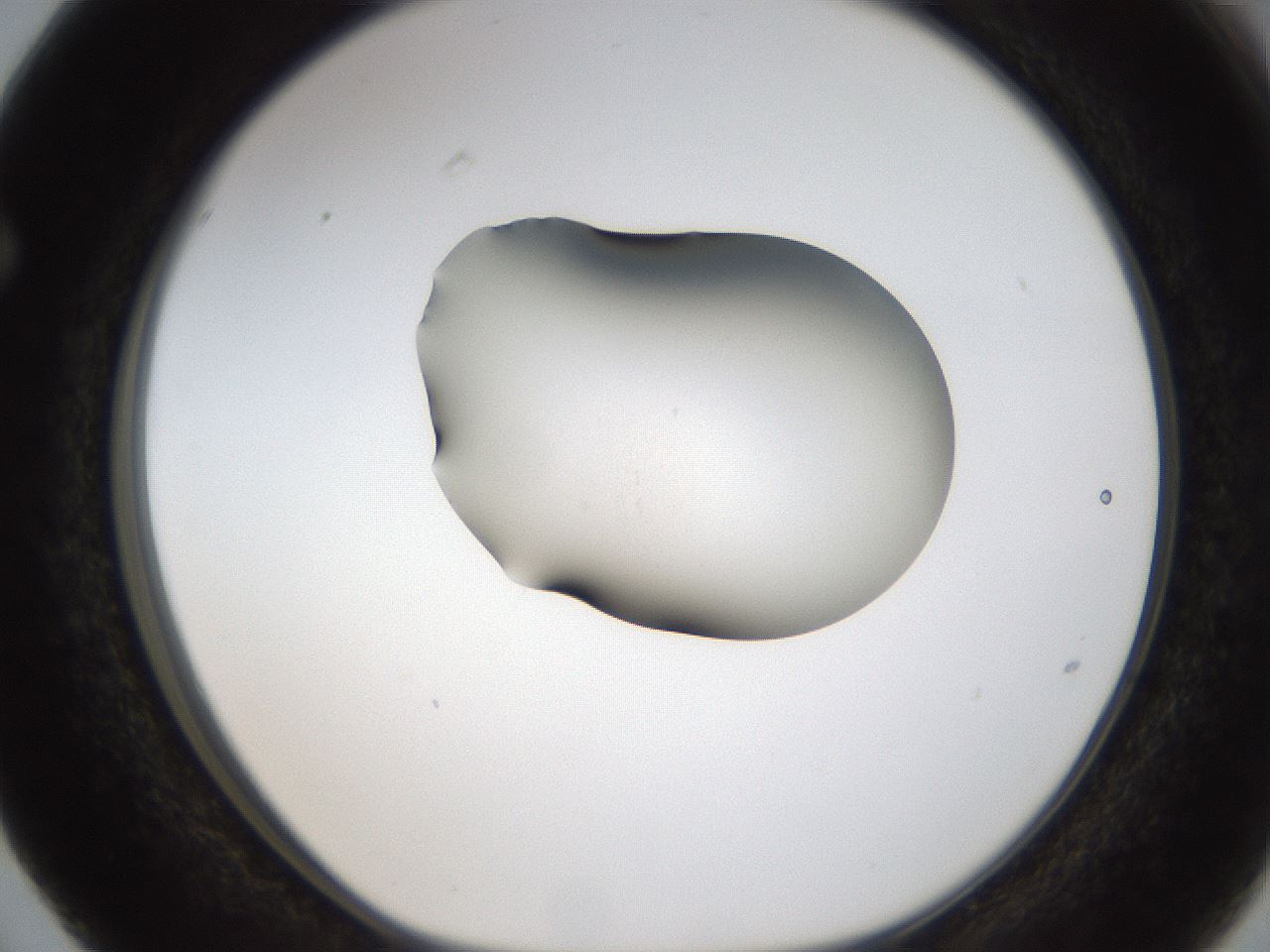 folderID378_plateID1378_batchID4967_wellNum63_profileID1_d1_r84078_ef.jpg