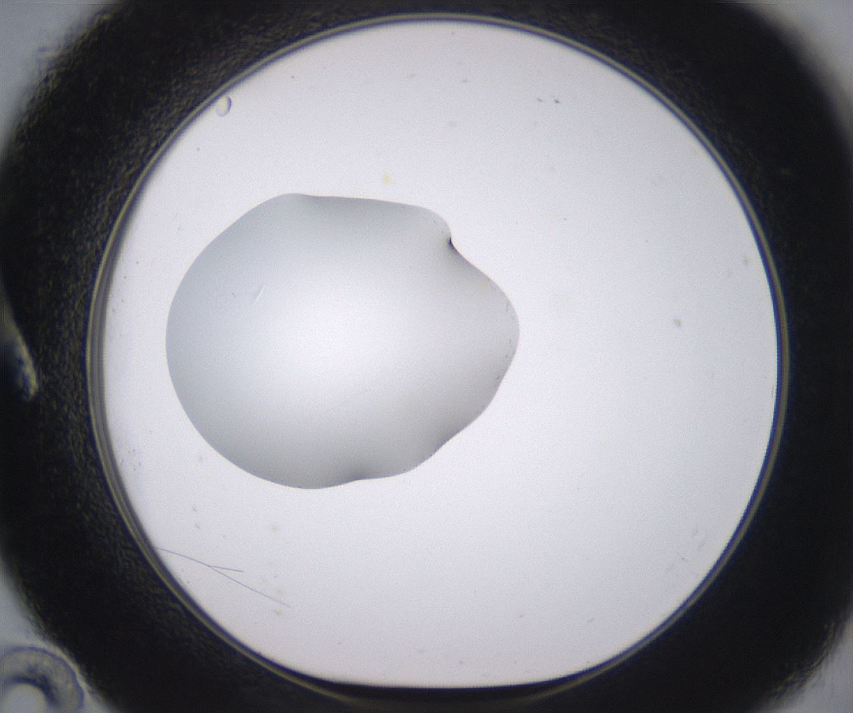 folderID378_plateID2378_batchID11226_wellNum10_profileID1_d1_r175564_ef.jpg