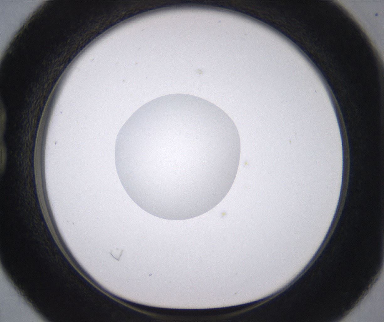folderID378_plateID2378_batchID11226_wellNum16_profileID1_d1_r175570_ef.jpg