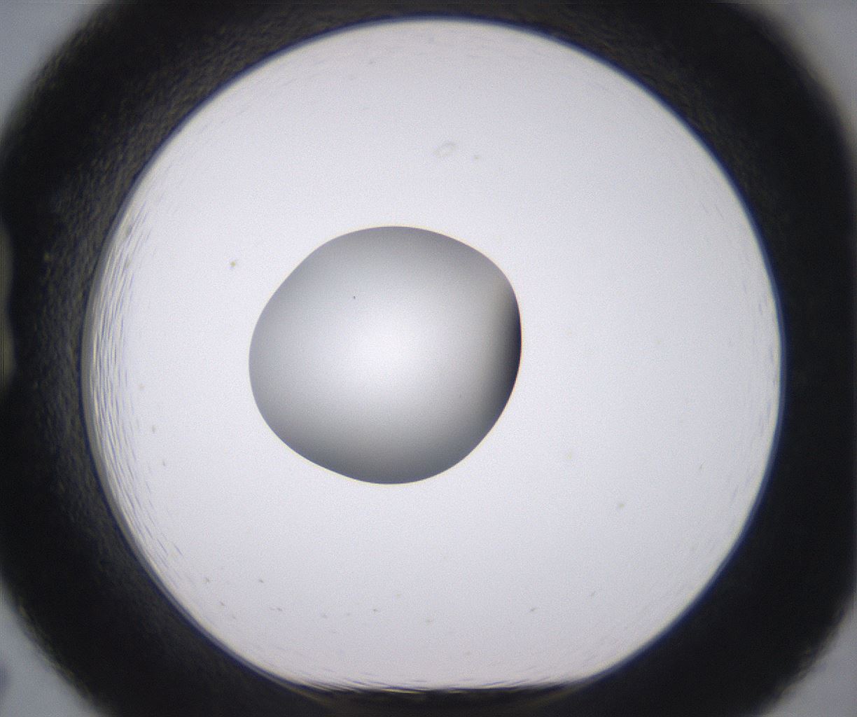 folderID378_plateID2378_batchID11226_wellNum19_profileID1_d1_r175573_ef.jpg