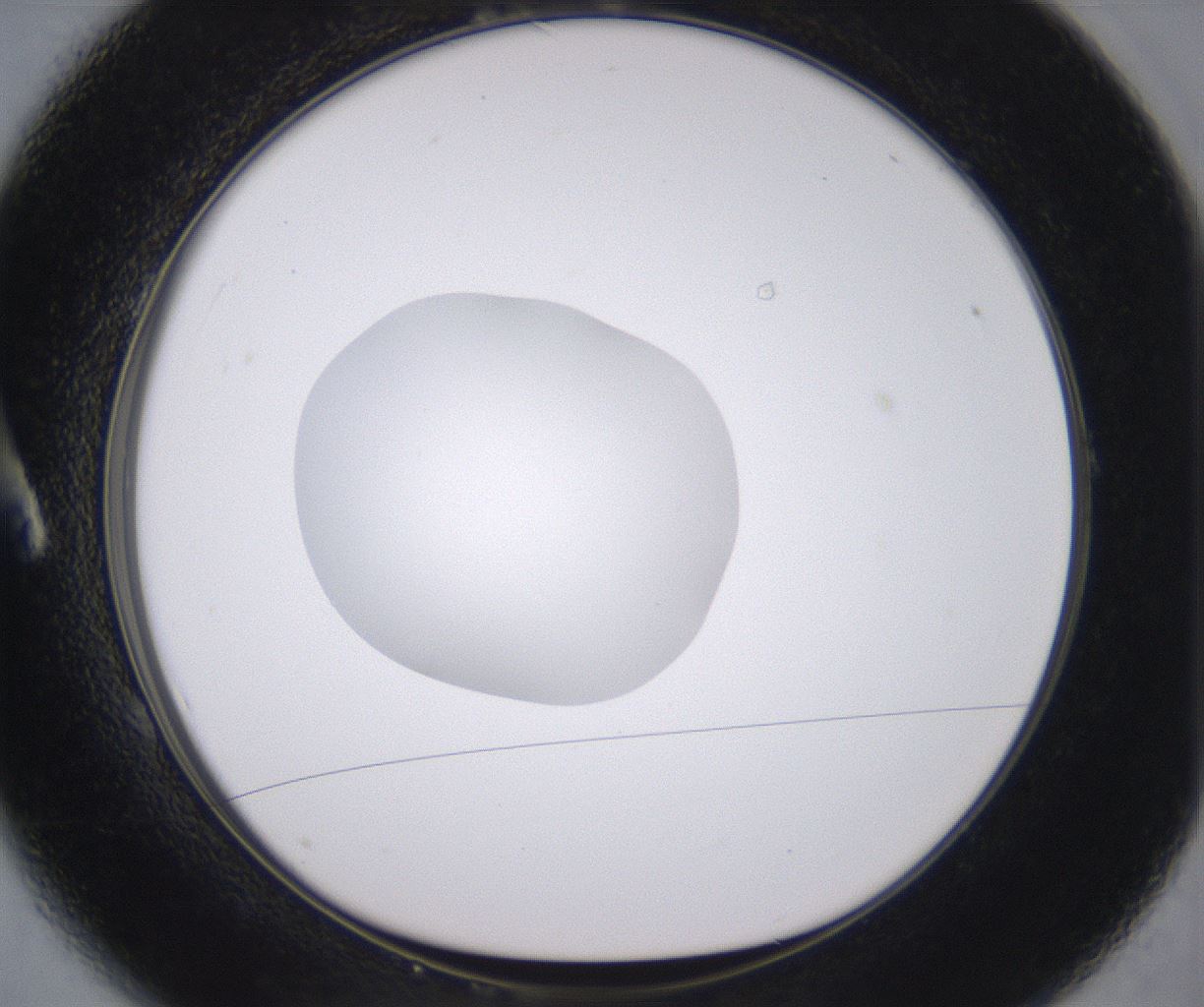 folderID378_plateID2378_batchID11226_wellNum1_profileID1_d1_r175555_ef.jpg