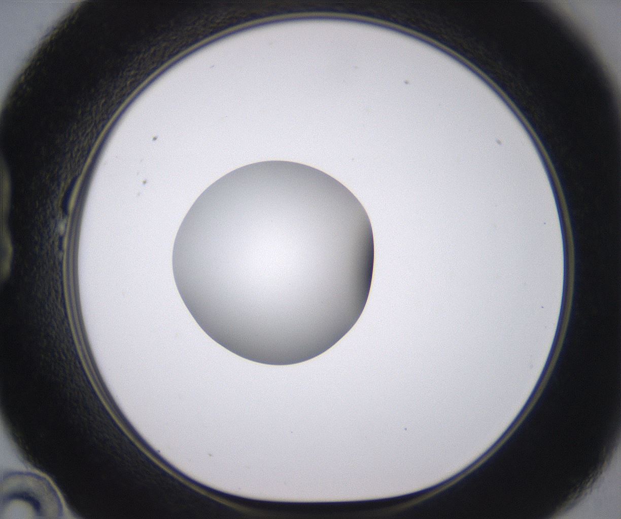 folderID378_plateID2378_batchID11226_wellNum22_profileID1_d1_r175576_ef.jpg
