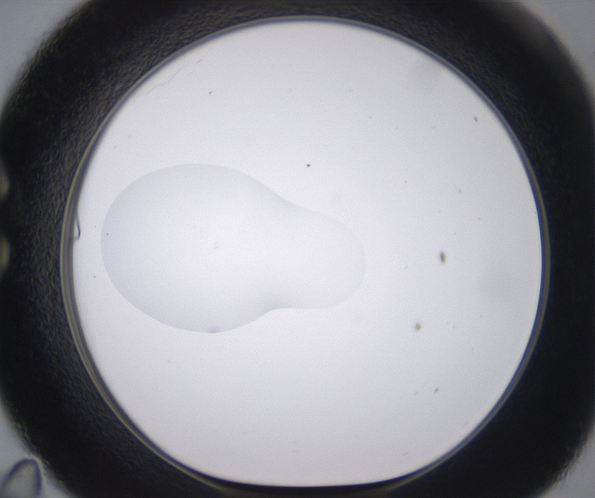 folderID378_plateID2378_batchID11226_wellNum35_profileID1_d1_r175589_ef.jpg
