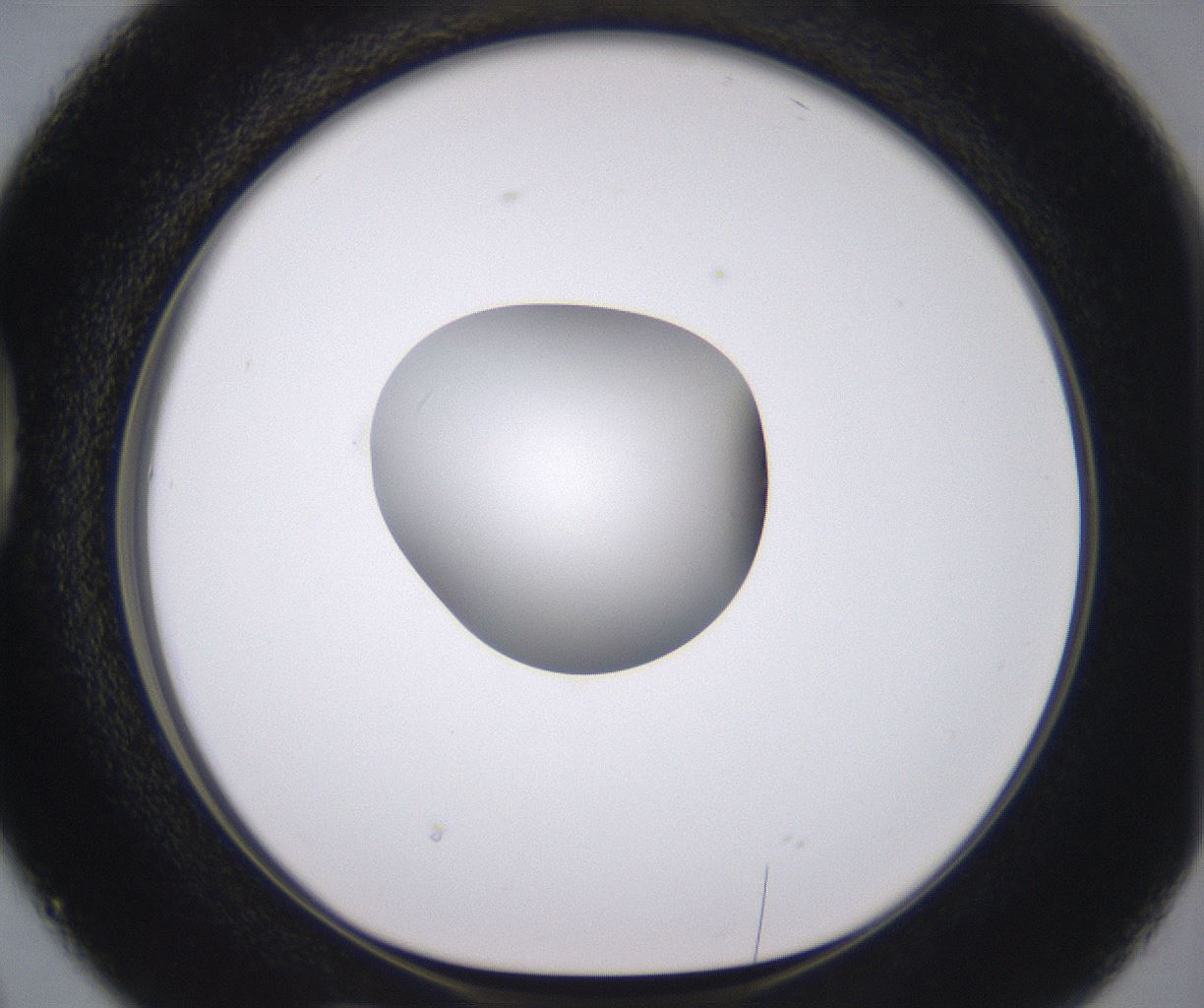 folderID378_plateID2378_batchID11226_wellNum38_profileID1_d1_r175592_ef.jpg