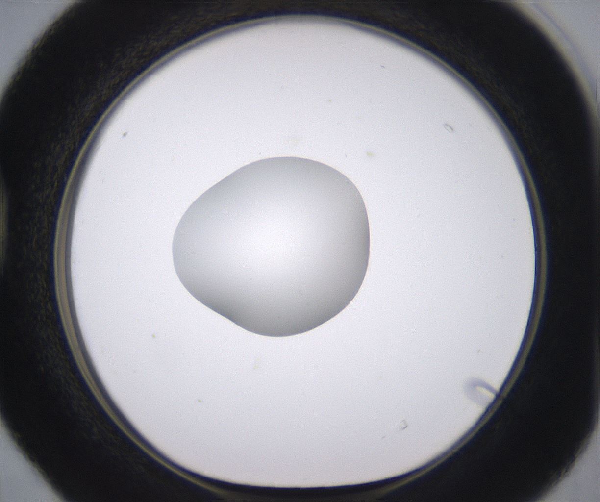 folderID378_plateID2378_batchID11226_wellNum40_profileID1_d1_r175594_ef.jpg