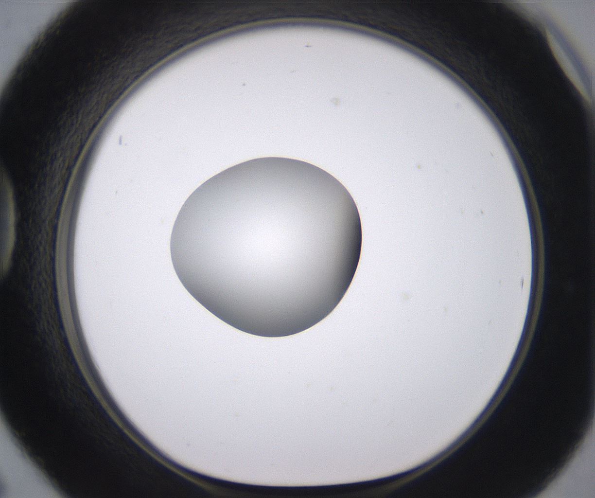 folderID378_plateID2378_batchID11226_wellNum42_profileID1_d1_r175596_ef.jpg