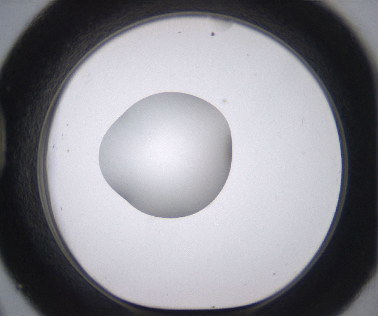folderID378_plateID2378_batchID11226_wellNum45_profileID1_d1_r175599_ef.jpg