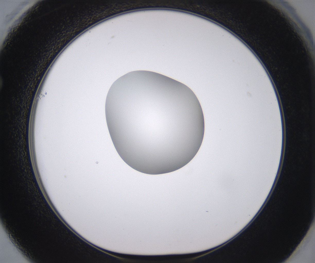 folderID378_plateID2378_batchID11226_wellNum61_profileID1_d1_r175615_ef.jpg