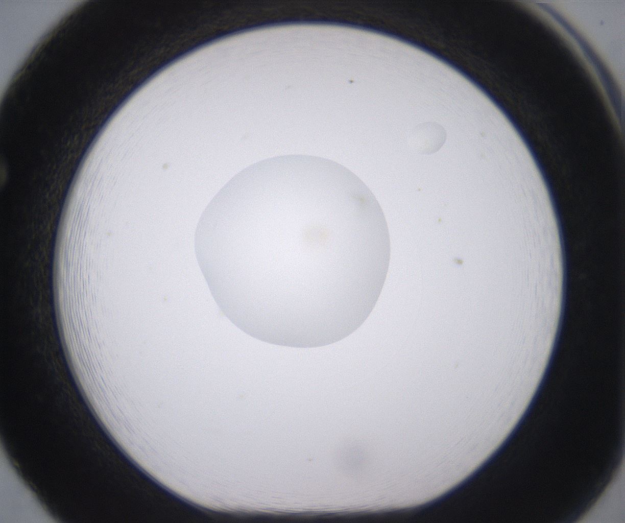 folderID378_plateID2378_batchID11226_wellNum65_profileID1_d1_r175619_ef.jpg