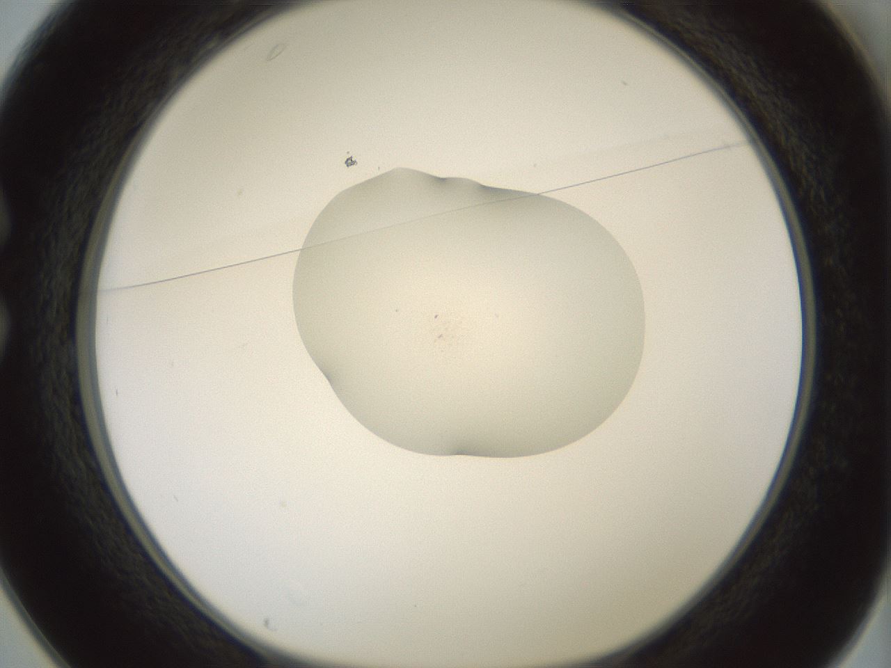 folderID379_plateID1379_batchID4968_wellNum25_profileID1_d1_r84136_ef.jpg