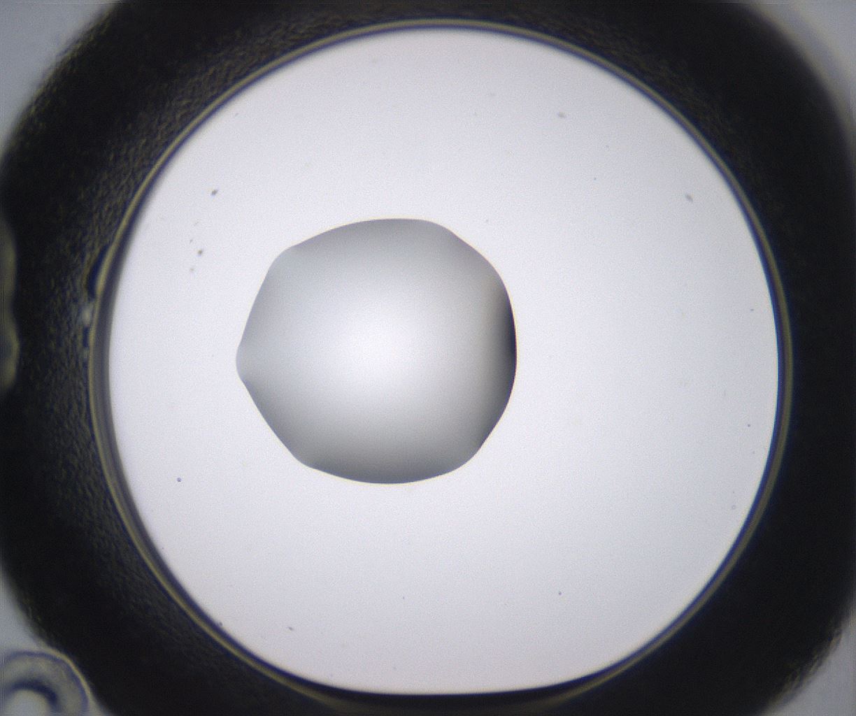 folderID379_plateID2379_batchID11224_wellNum22_profileID1_d1_r175384_ef.jpg