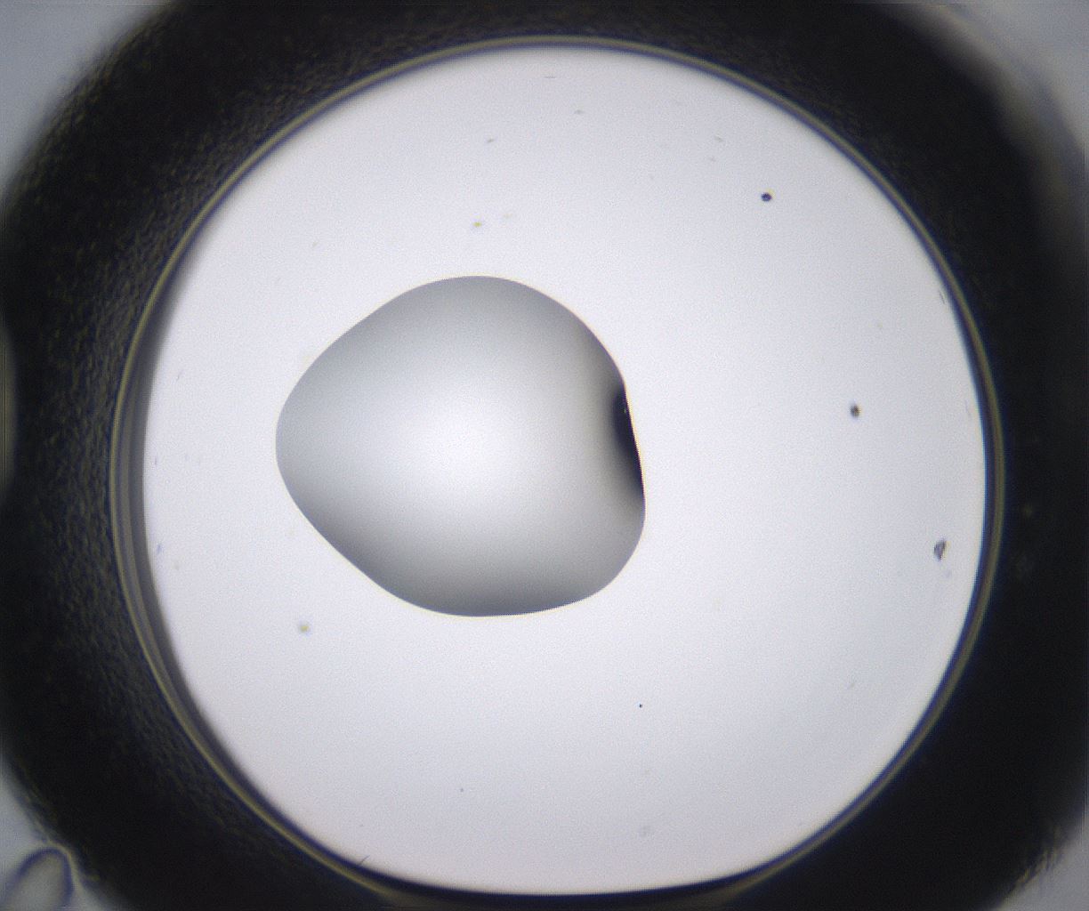 folderID379_plateID2379_batchID11224_wellNum47_profileID1_d1_r175409_ef.jpg